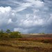 Cary Meadows Photo 6