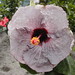 Peggy Walton Photo 24