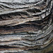 William Chestnut Photo 15