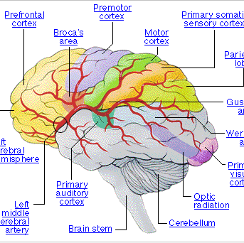 Brain Power Photo 12