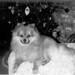 Shirley Lutz Photo 24