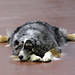 Jack Shepherd Photo 36
