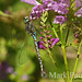 Mark Paulson Photo 21