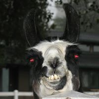 Cory Dunlap Photo 5