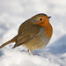 Robin Christ Photo 12
