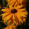 Julie Tully Photo 26