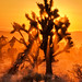 Joshua Ray Photo 42