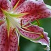 Lillie Bush Photo 5