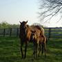 Connie Mann Photo 22