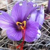 Carol Higginbotham Photo 22