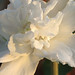 Sharon White Photo 36
