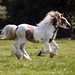 Tom Chestnut Photo 12