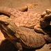 Sara Breeding Photo 16