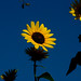 Shelly Flowers Photo 14