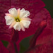 Richard Kreis Photo 25