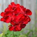 Elizabeth Platt Photo 31