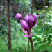 Sam Lam Photo 7