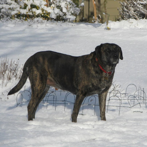 Carol Goodall Photo 7