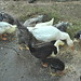 Clyde Anders Photo 8