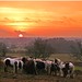 Dawn Eaton Photo 9