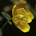 Forrest John Photo 11