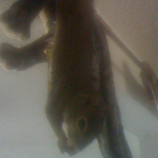 Sean Givens Photo 29