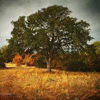 Michelle Laughlin Photo 10