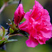Crystal Bloom Photo 10