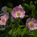 Rosa Robbins Photo 7