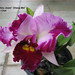 Shang Mei Photo 15