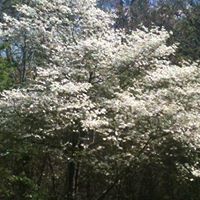 Judy Cowart Photo 7