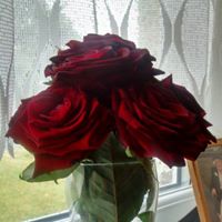 Alison Welch Photo 6