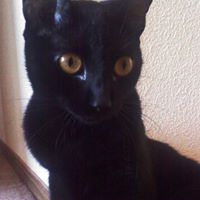 Felix Watson Photo 5