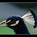 Nicole Peacock Photo 11