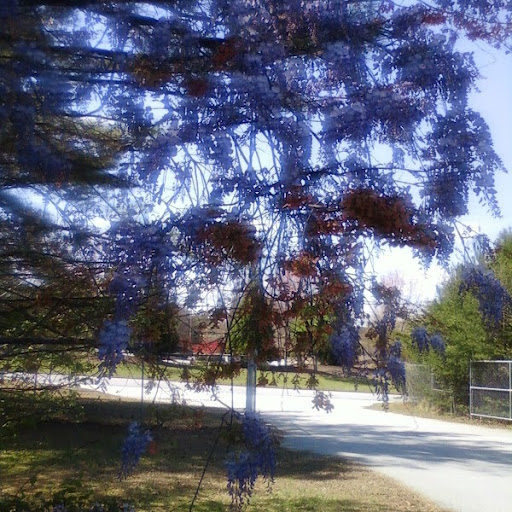 Jacqueline Fuller Photo 6