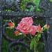 Bob Rains Photo 16