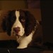 Nathan Newman Photo 35