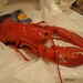 Suzanne Lester Photo 12