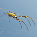 Shawn Goulet Photo 12