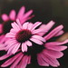 Sandra Gottlieb Photo 12