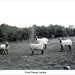 Fred Lamb Photo 27