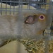 Kent Tanner Photo 11