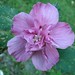 Sharon Bush Photo 19