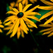 Susan Ness Photo 17