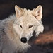 William Wolf Photo 44