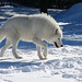 Chris Gidney Photo 4