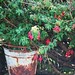 Rusty Bush Photo 8