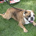 Reggie English Photo 17