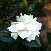 Laura Ott Photo 21