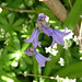 Deborah Woodruff Photo 10